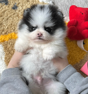 분양new