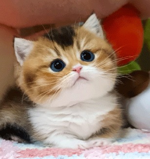 분양new